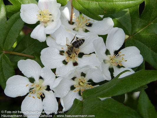 Dreilappiger Apfel (Malus trilobata)
