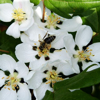 Dreilappiger Apfel (Malus trilobata)