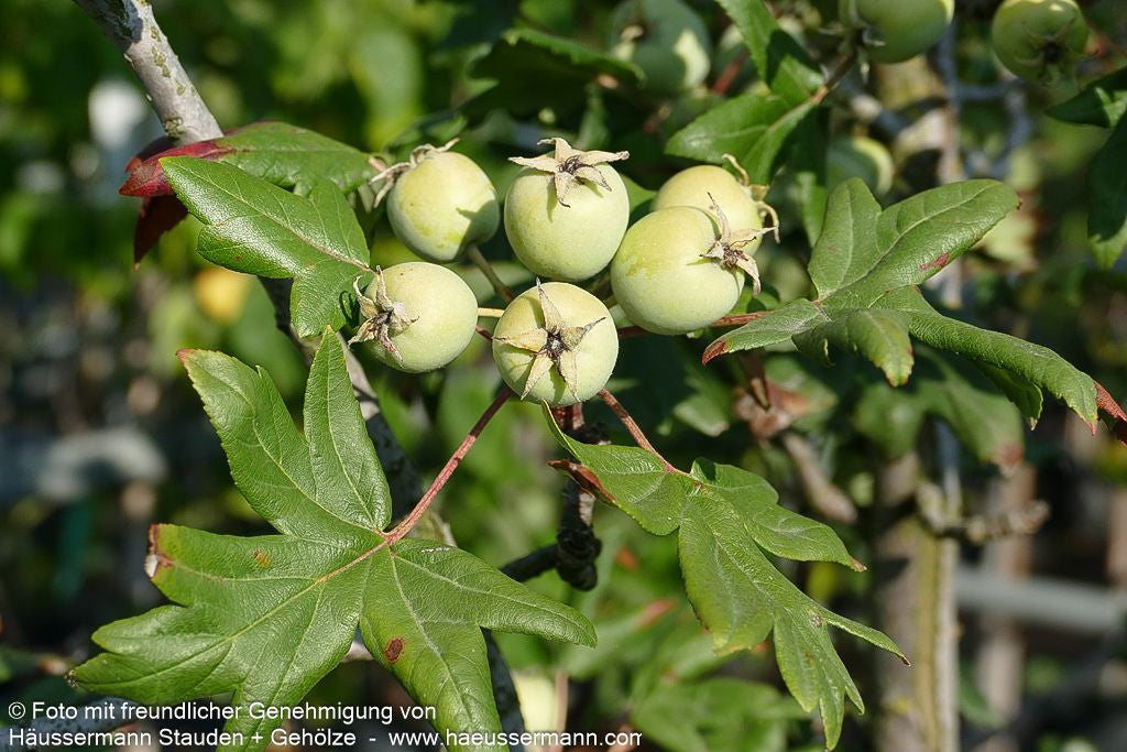 Dreilappiger Apfel (Malus trilobata)