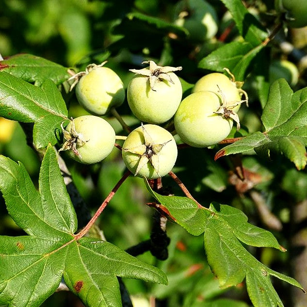 Dreilappiger Apfel (Malus trilobata)