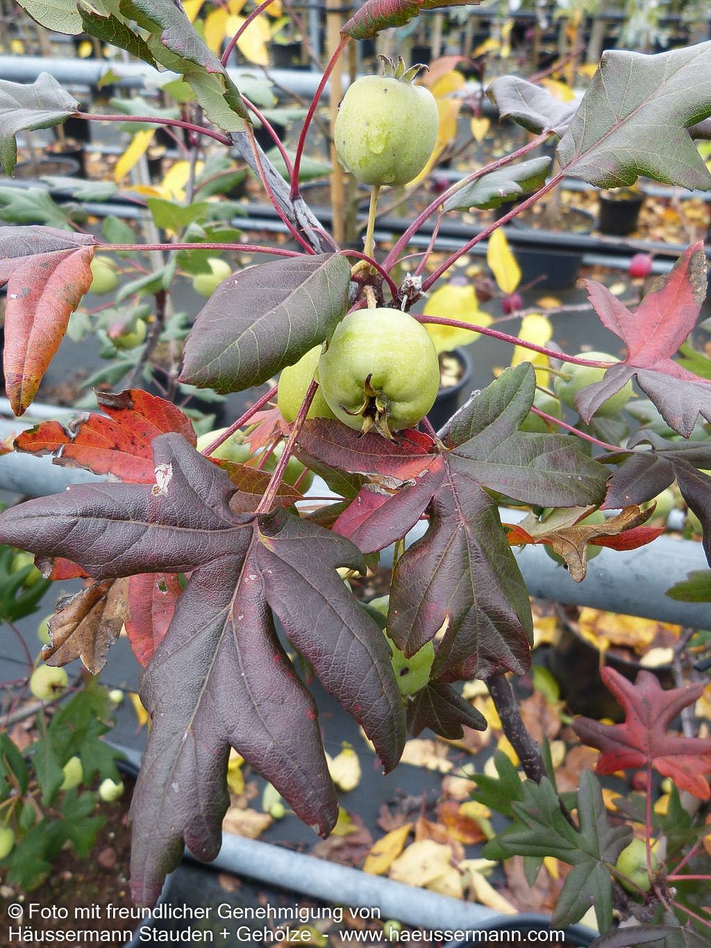Dreilappiger Apfel (Malus trilobata)