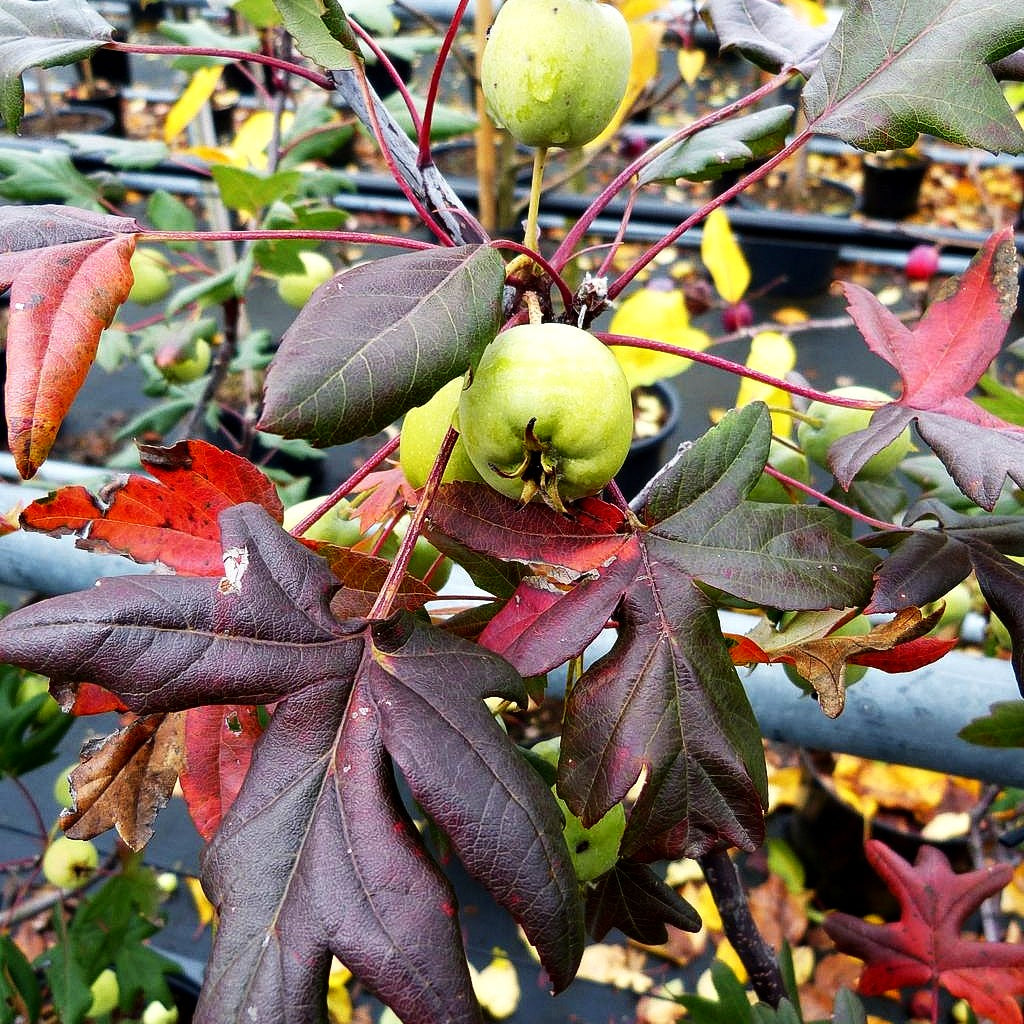 Dreilappiger Apfel (Malus trilobata)