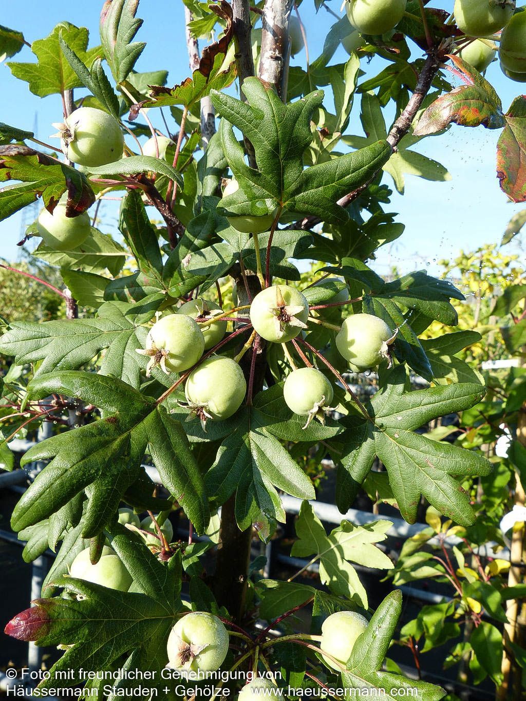 Dreilappiger Apfel (Malus trilobata)