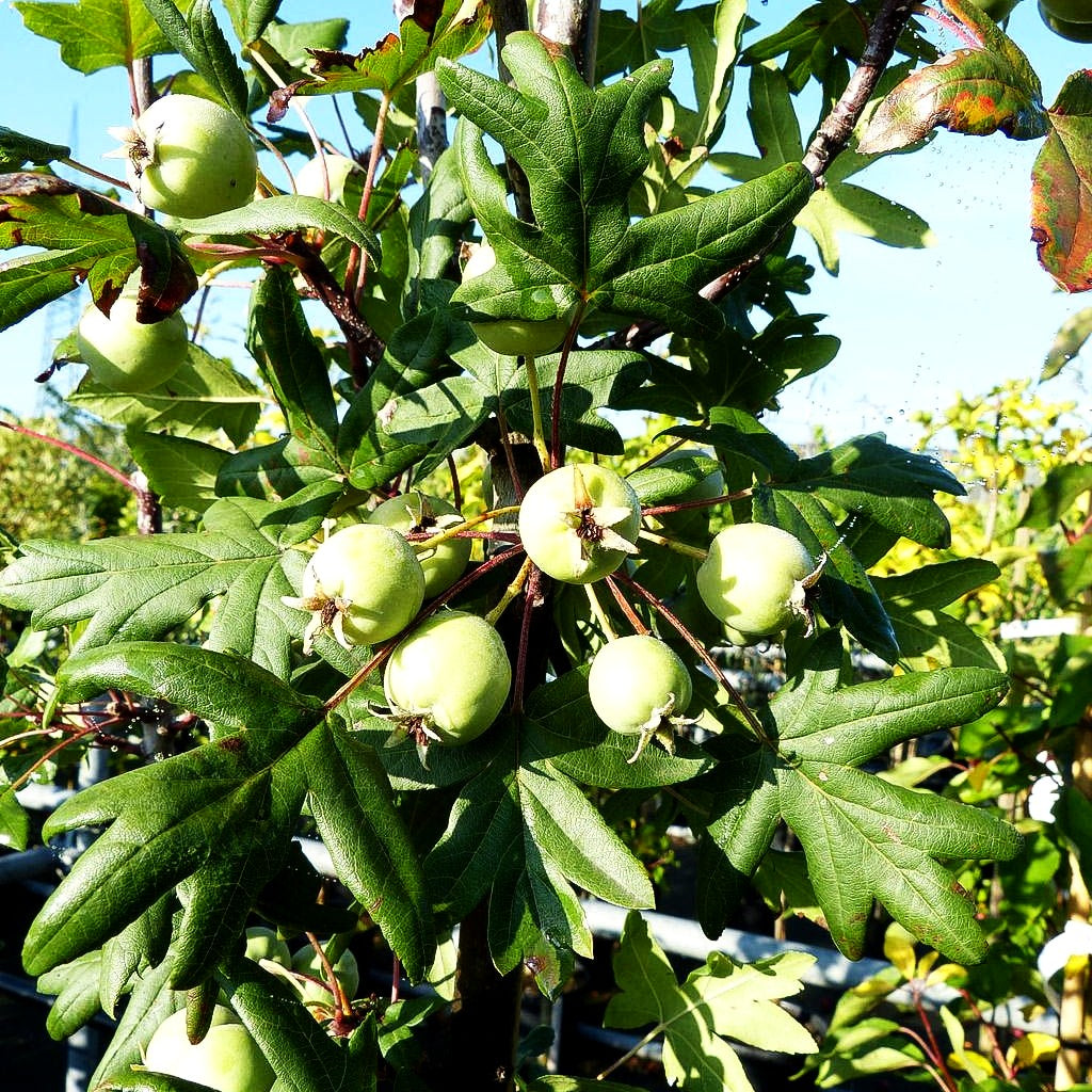Dreilappiger Apfel (Malus trilobata)