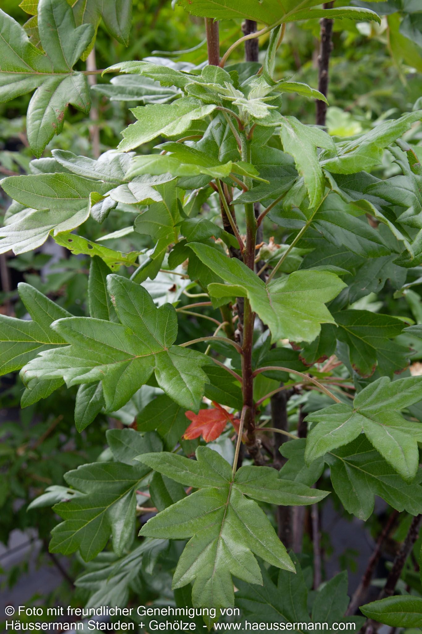 Dreilappiger Apfel (Malus trilobata)