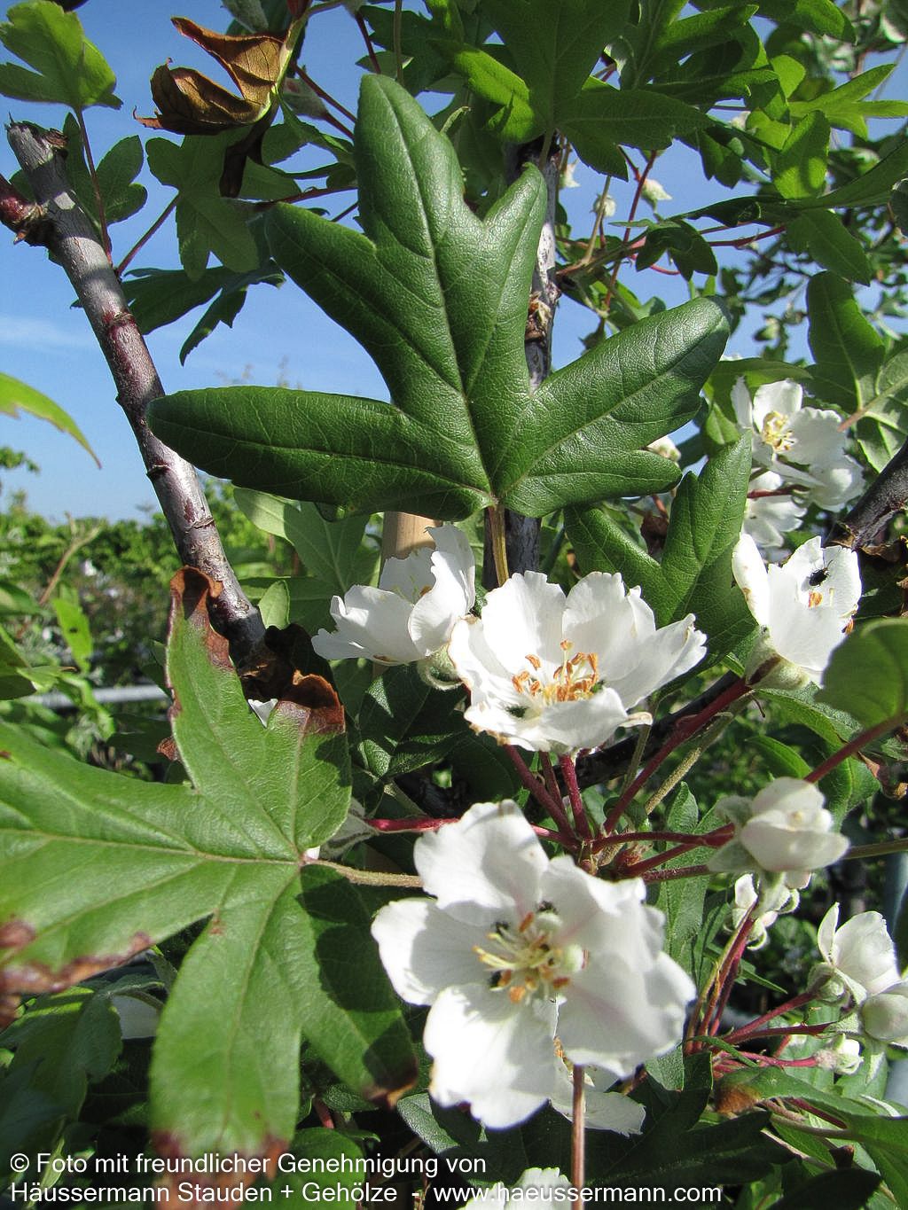 Dreilappiger Apfel (Malus trilobata)