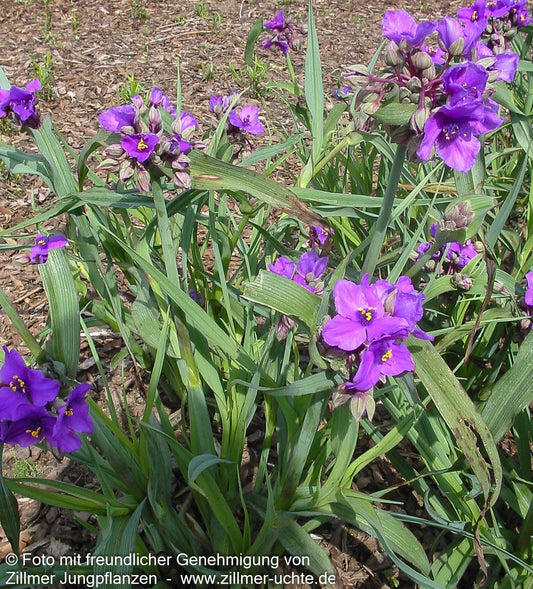 Dreimasterblume 'Concord Grape' (Tradescantia x anders.)