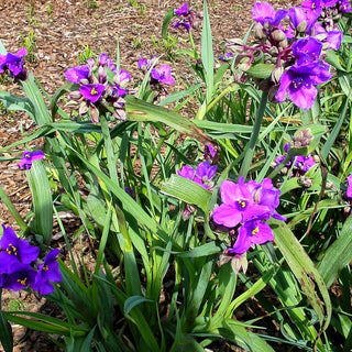 Dreimasterblume 'Concord Grape' (Tradescantia x anders.)