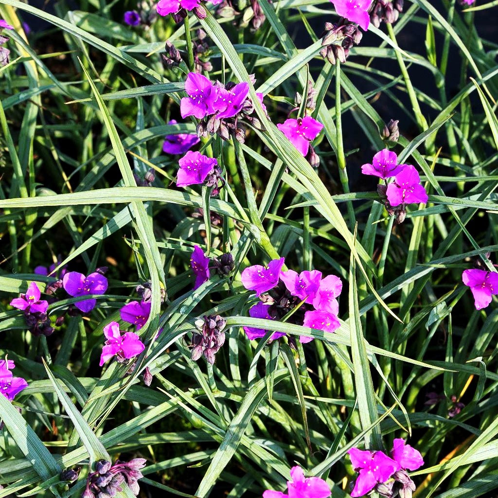 Dreimasterblume 'Concord Grape' (Tradescantia x anders.)