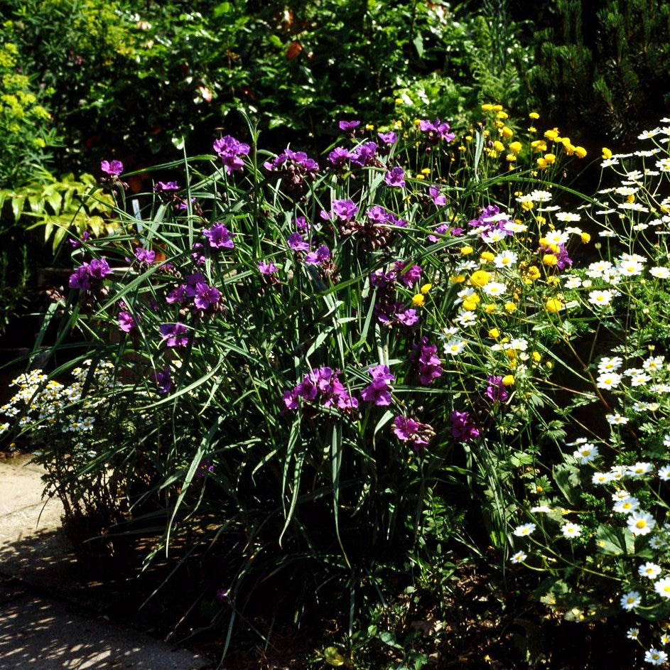 Dreimasterblume 'Concord Grape' (Tradescantia x anders.)