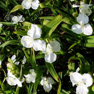 Dreimasterblume 'Innocence' (Tradescantia x anders.)