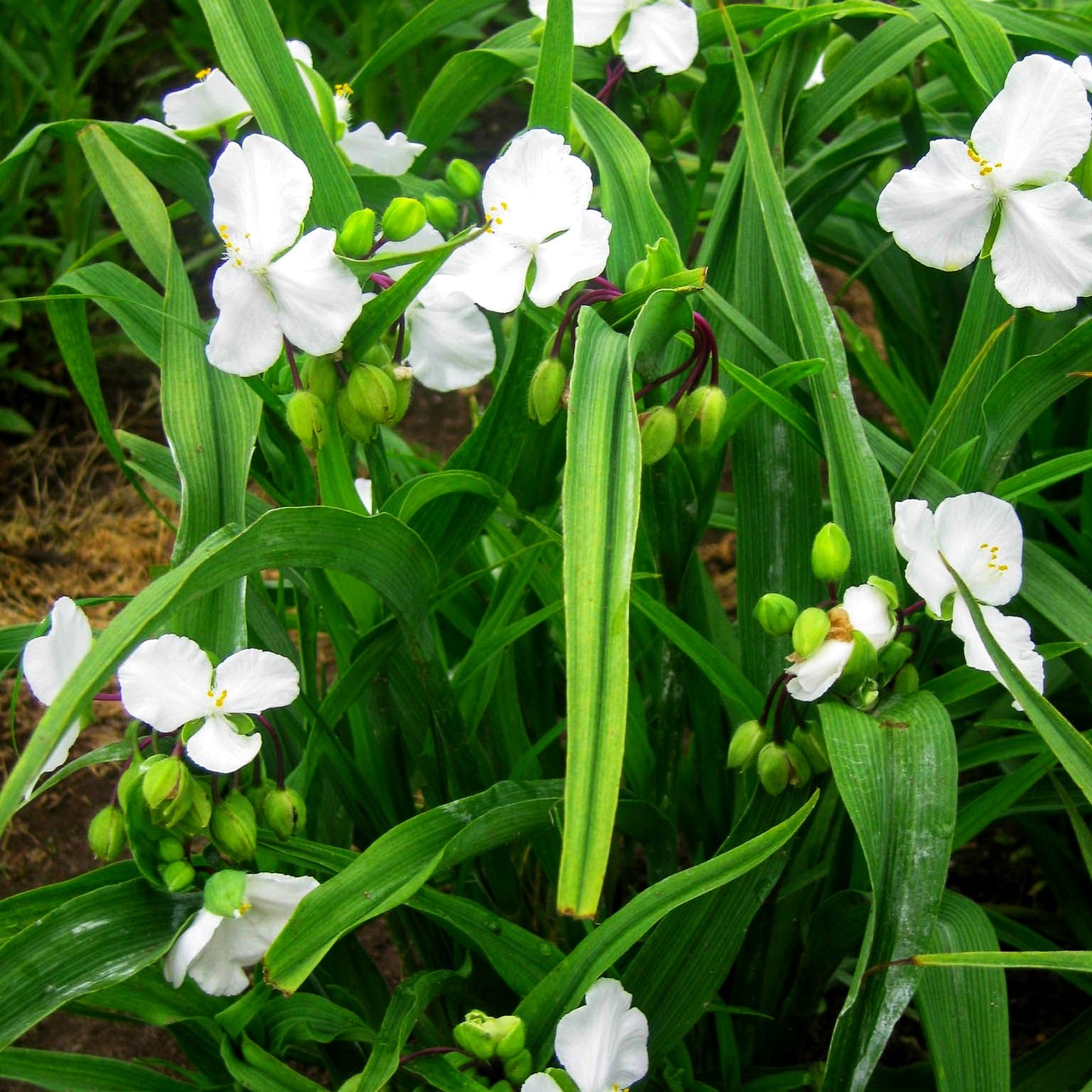 Dreimasterblume 'Innocence' (Tradescantia x anders.)
