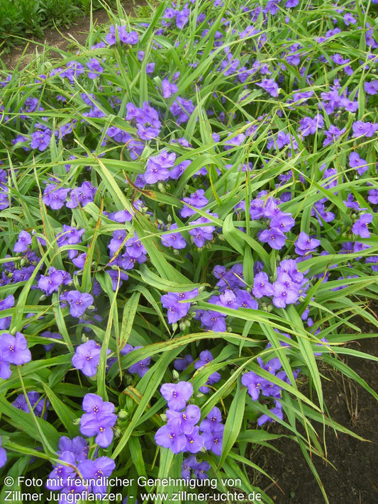 Dreimasterblume 'Leonora' (Tradescantia x anders.)