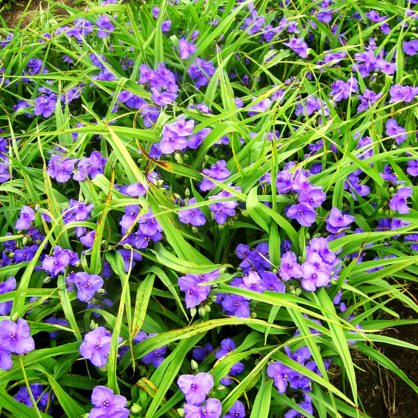 Dreimasterblume 'Leonora' (Tradescantia x anders.)