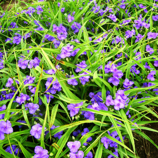 Dreimasterblume 'Leonora' (Tradescantia x anders.)