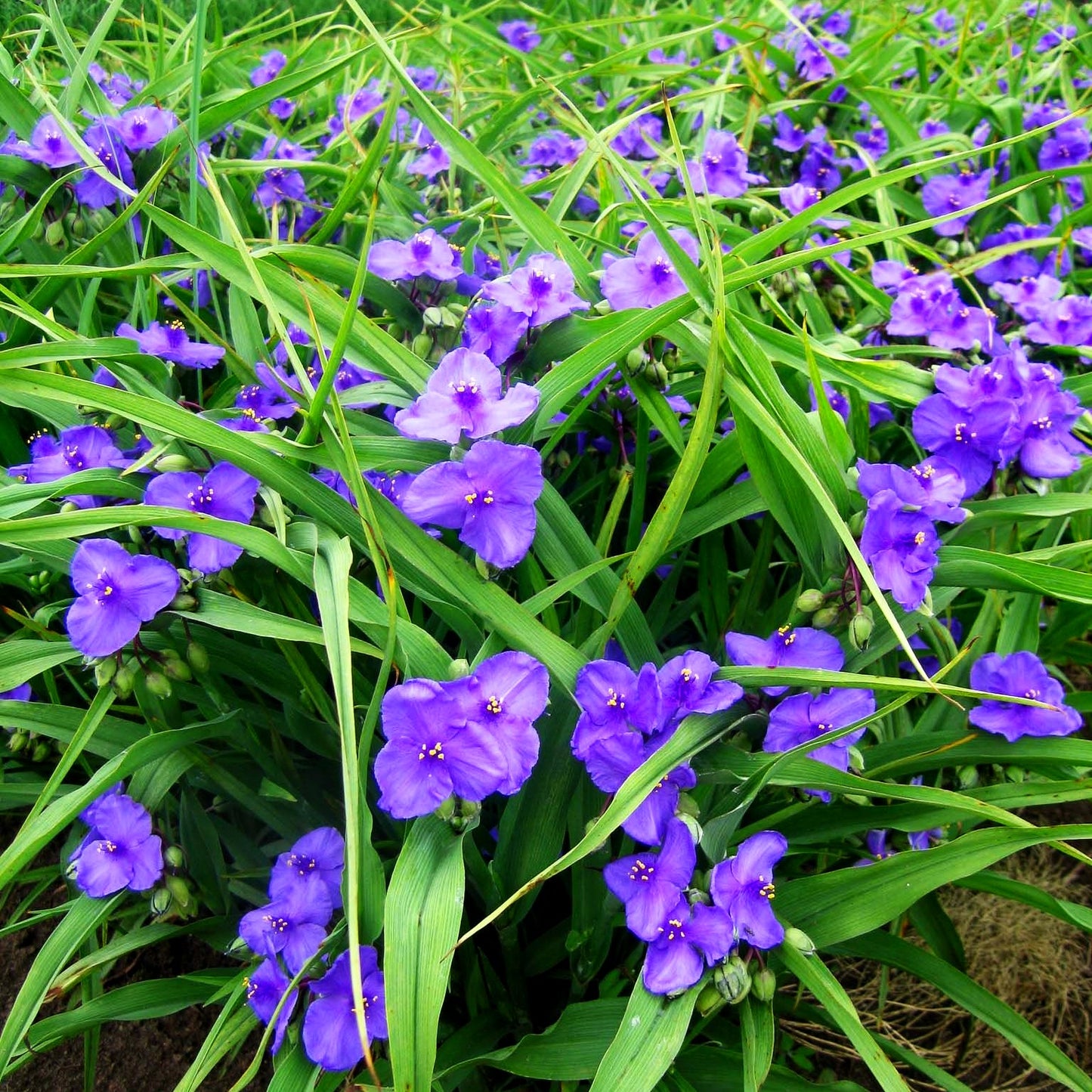 Dreimasterblume 'Leonora' (Tradescantia x anders.)