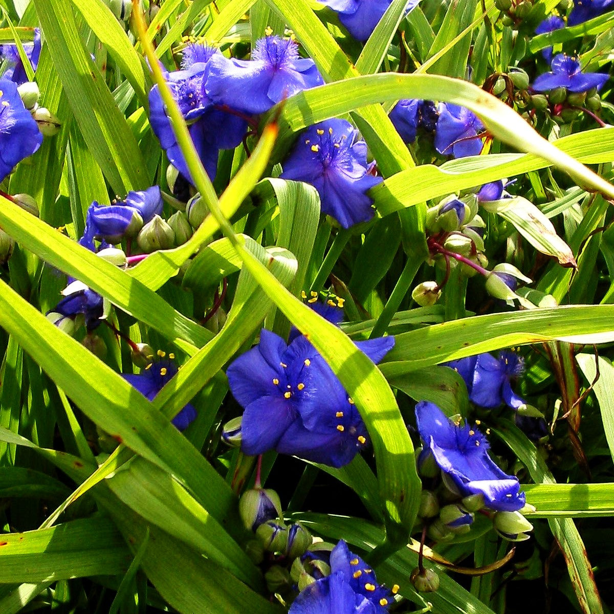 Dreimasterblume 'Leonora' (Tradescantia x anders.)