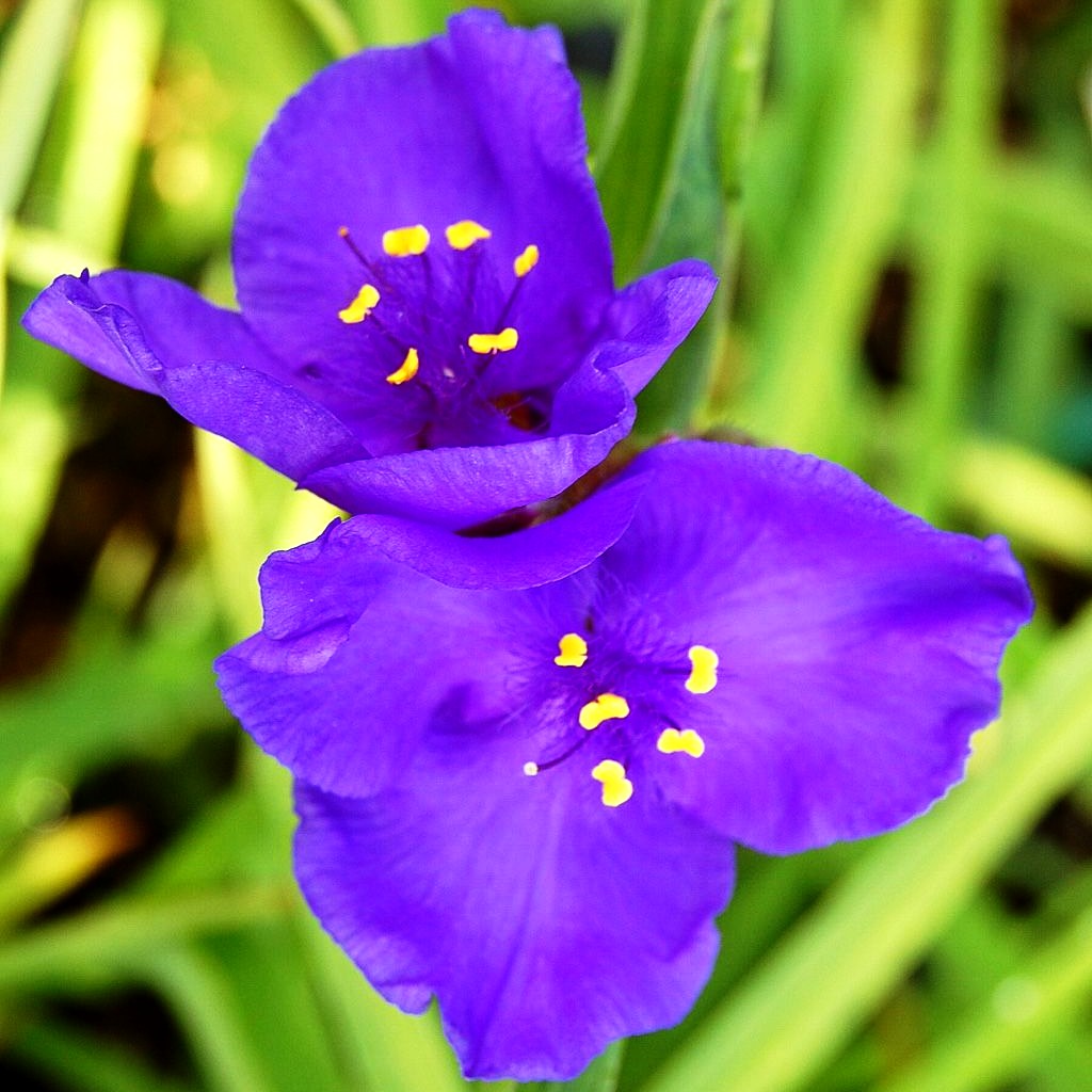 Dreimasterblume 'Leonora' (Tradescantia x anders.)