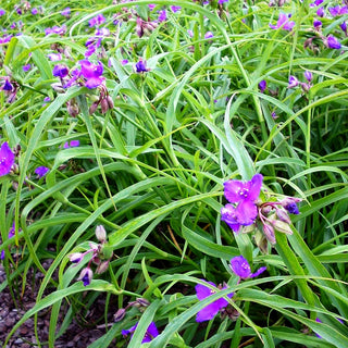 Dreimasterblume 'Purewell Giant' (Tradescantia x anders.)