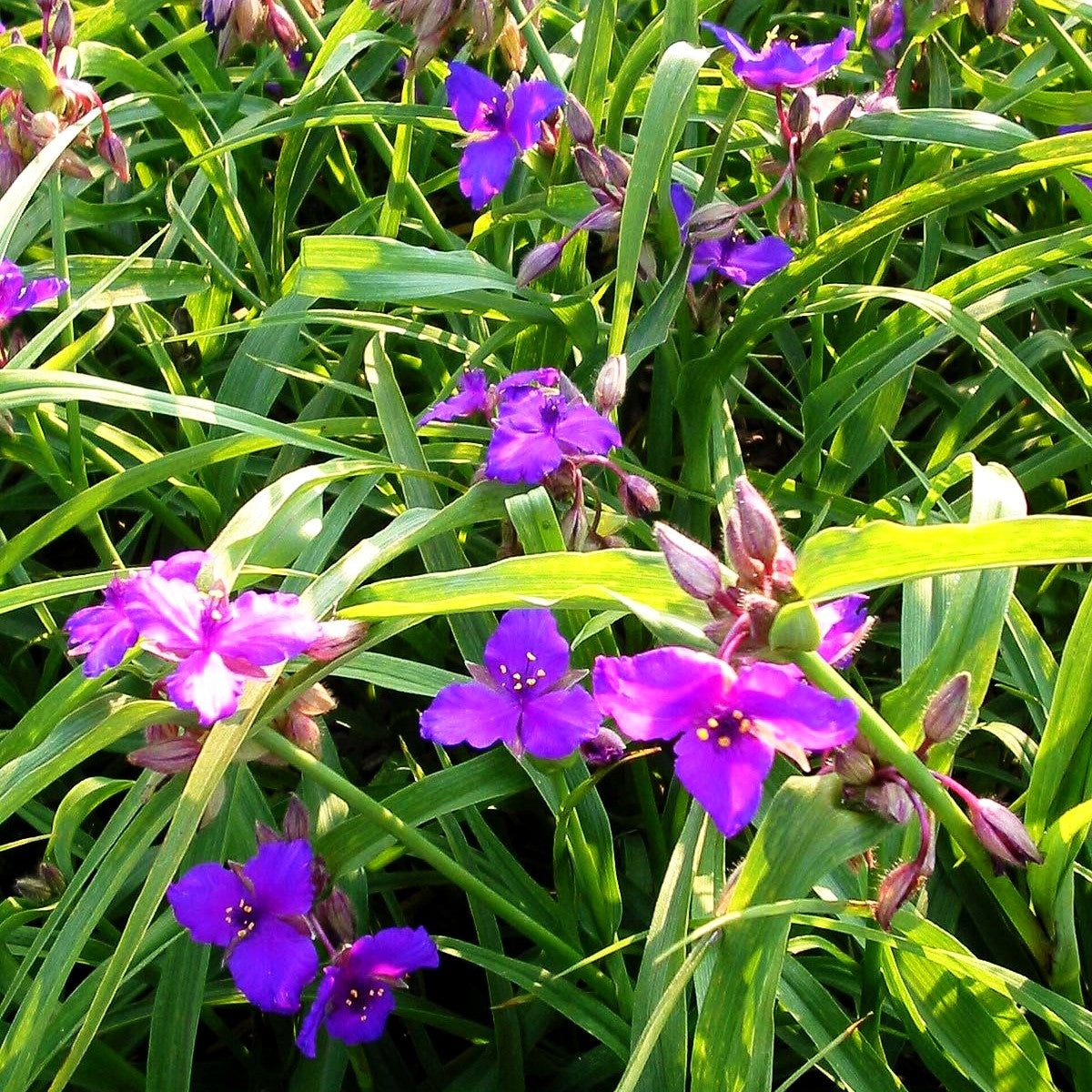 Dreimasterblume 'Purewell Giant' (Tradescantia x anders.)