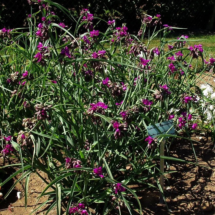 Dreimasterblume 'Purewell Giant' (Tradescantia x anders.)