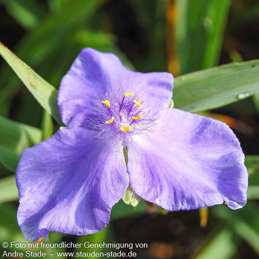 Dreimasterblume 'Zwanenburg Blue' (Tradescantia x anders.)