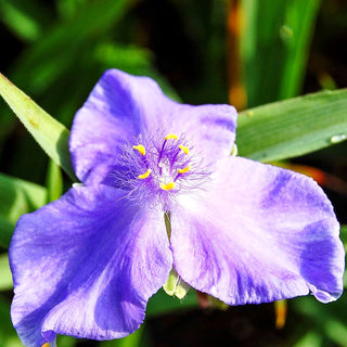 Dreimasterblume 'Zwanenburg Blue' (Tradescantia x anders.)