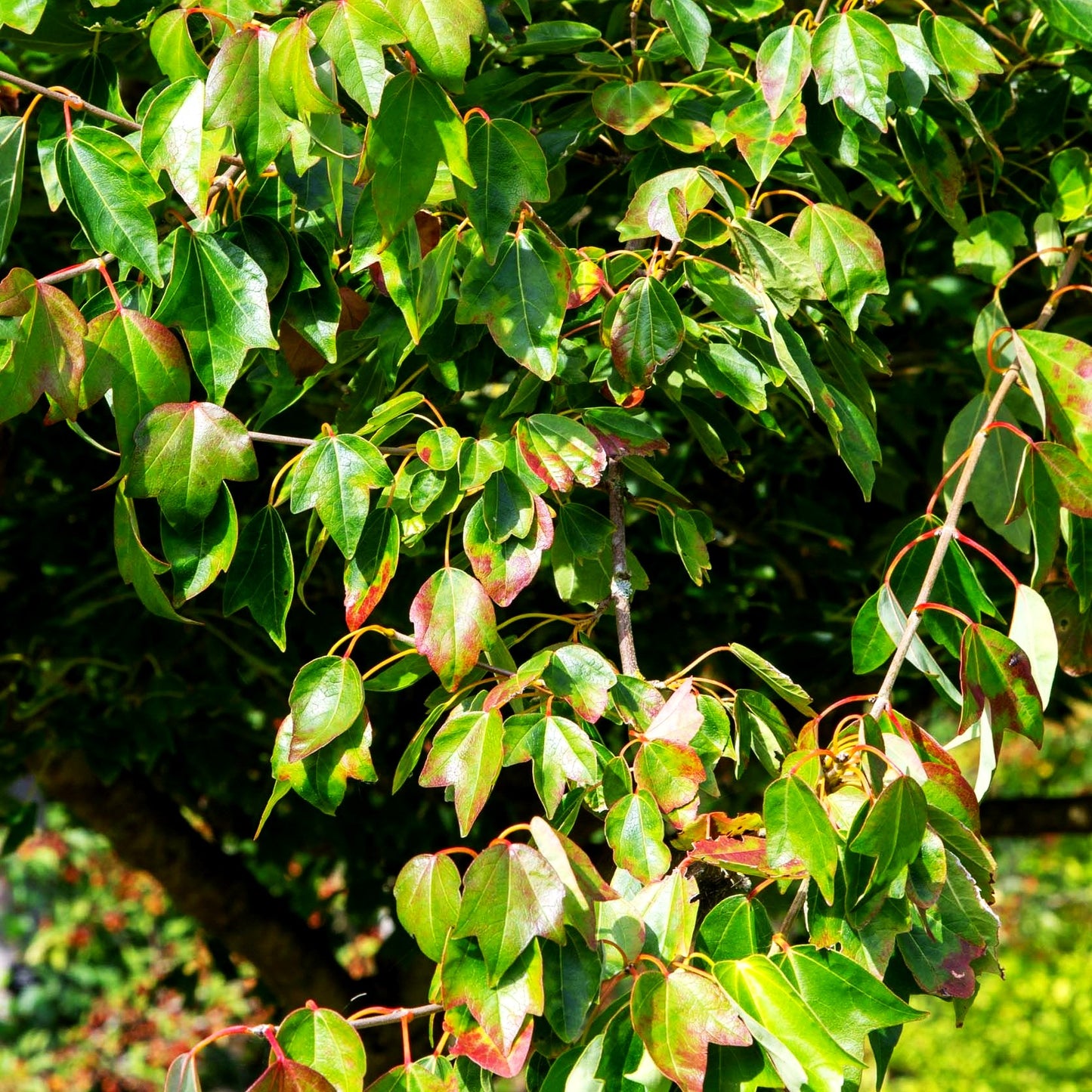 Dreispitziger Ahorn (Acer buergerianum)