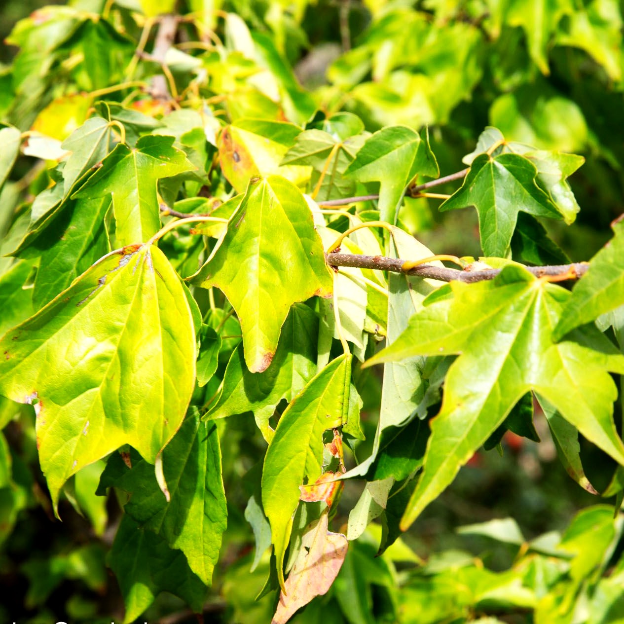 Dreispitziger Ahorn (Acer buergerianum)