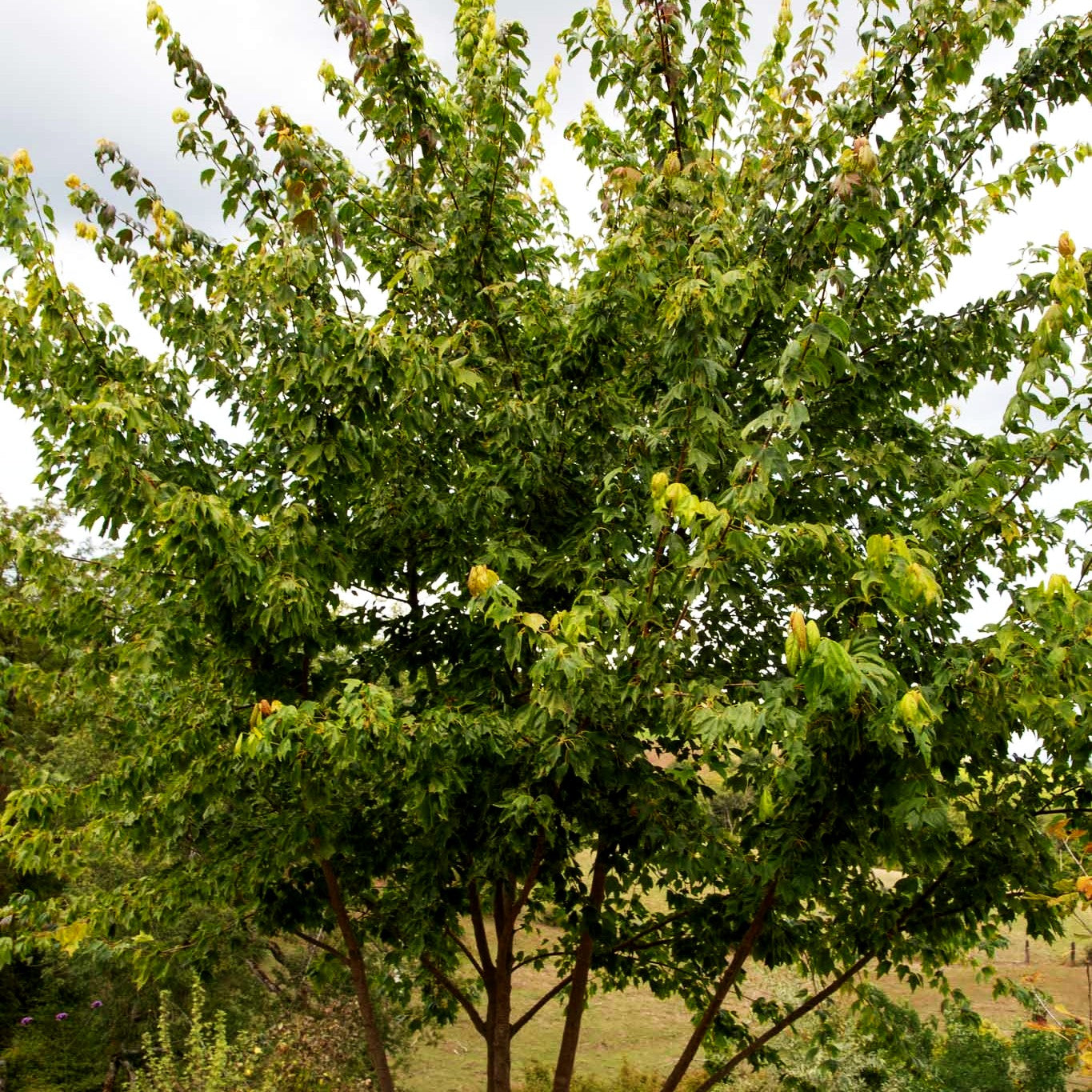 Dreispitziger Ahorn (Acer buergerianum)