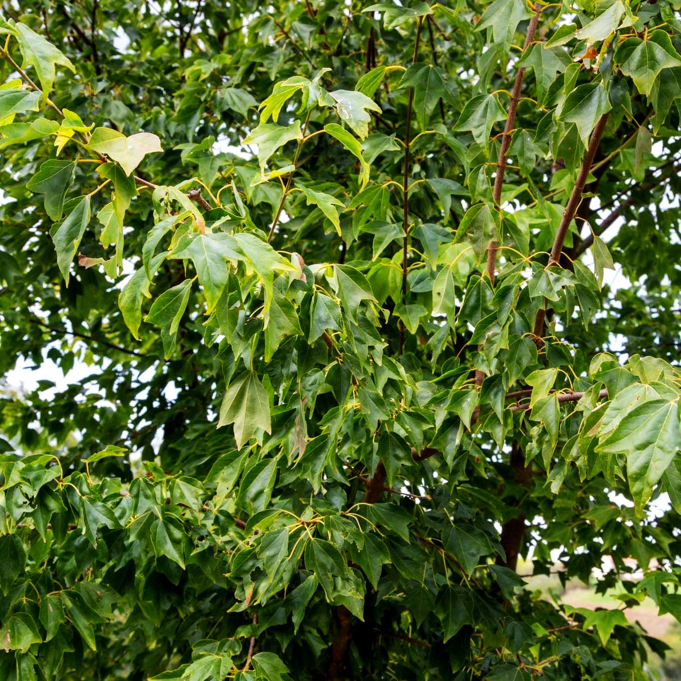 Dreispitziger Ahorn (Acer buergerianum)