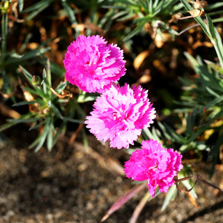 Duft-Nelke 'Orchid' (Dianthus x cult. Diantica)