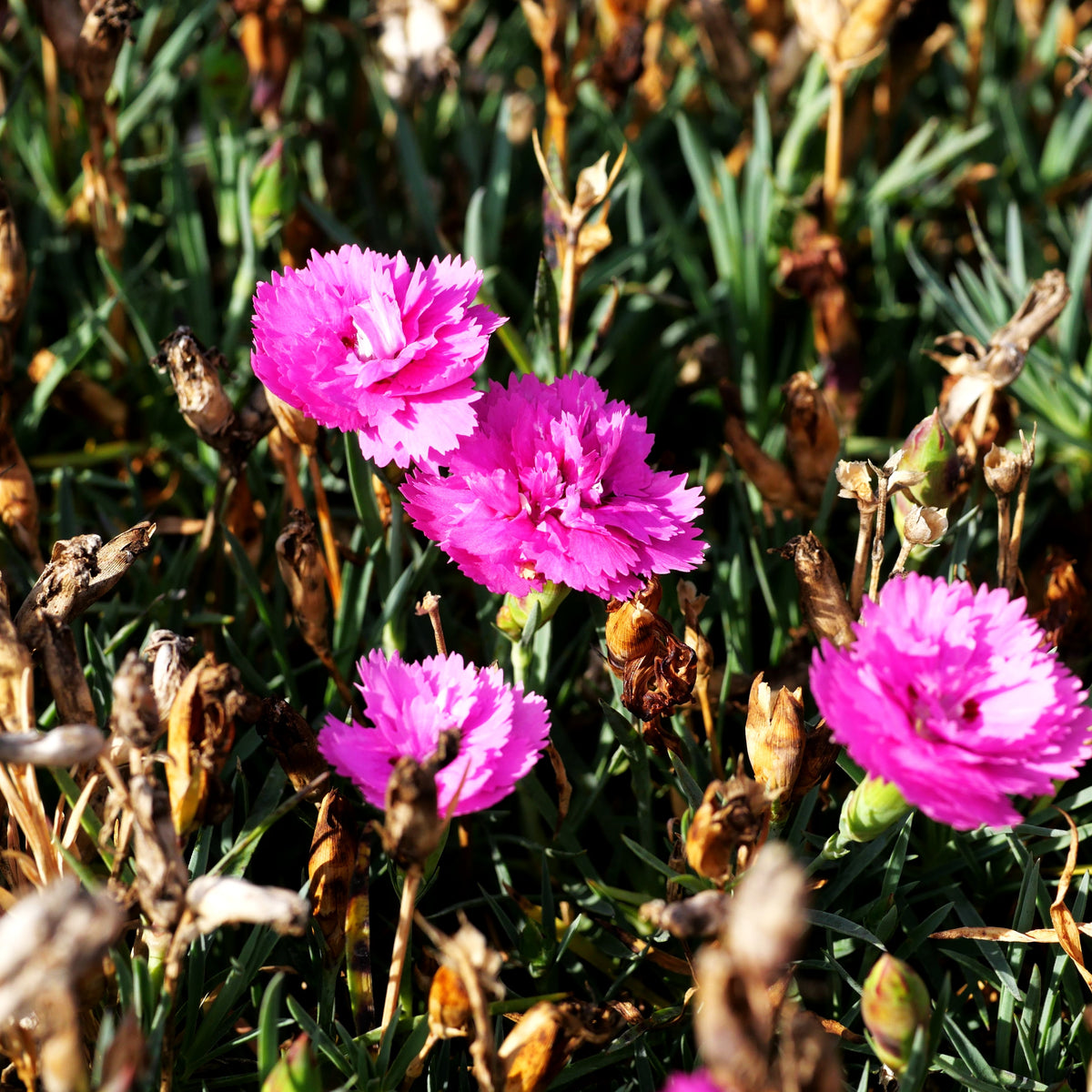 Duft-Nelke 'Orchid' (Dianthus x cult. Diantica)