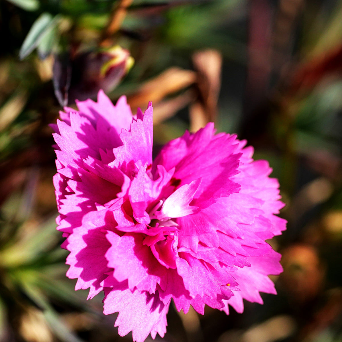 Duft-Nelke 'Orchid' (Dianthus x cult. Diantica)