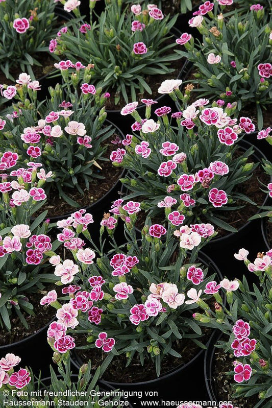 Duft-Nelke 'Pink Kisses' (Dianthus x cult.)