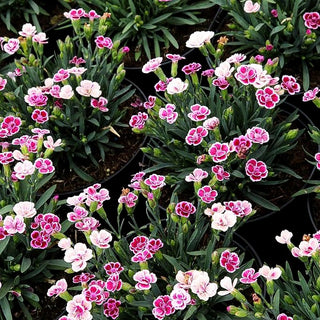 Duft-Nelke 'Pink Kisses' (Dianthus x cult.)