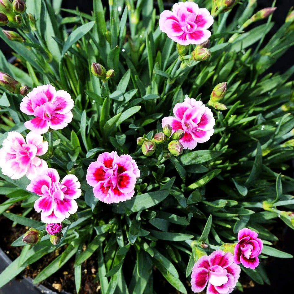 Duft-Nelke 'Pink Kisses' (Dianthus x cult.)