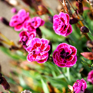 Duft-Nelke 'Purple Wedding' (Dianthus x cult.)