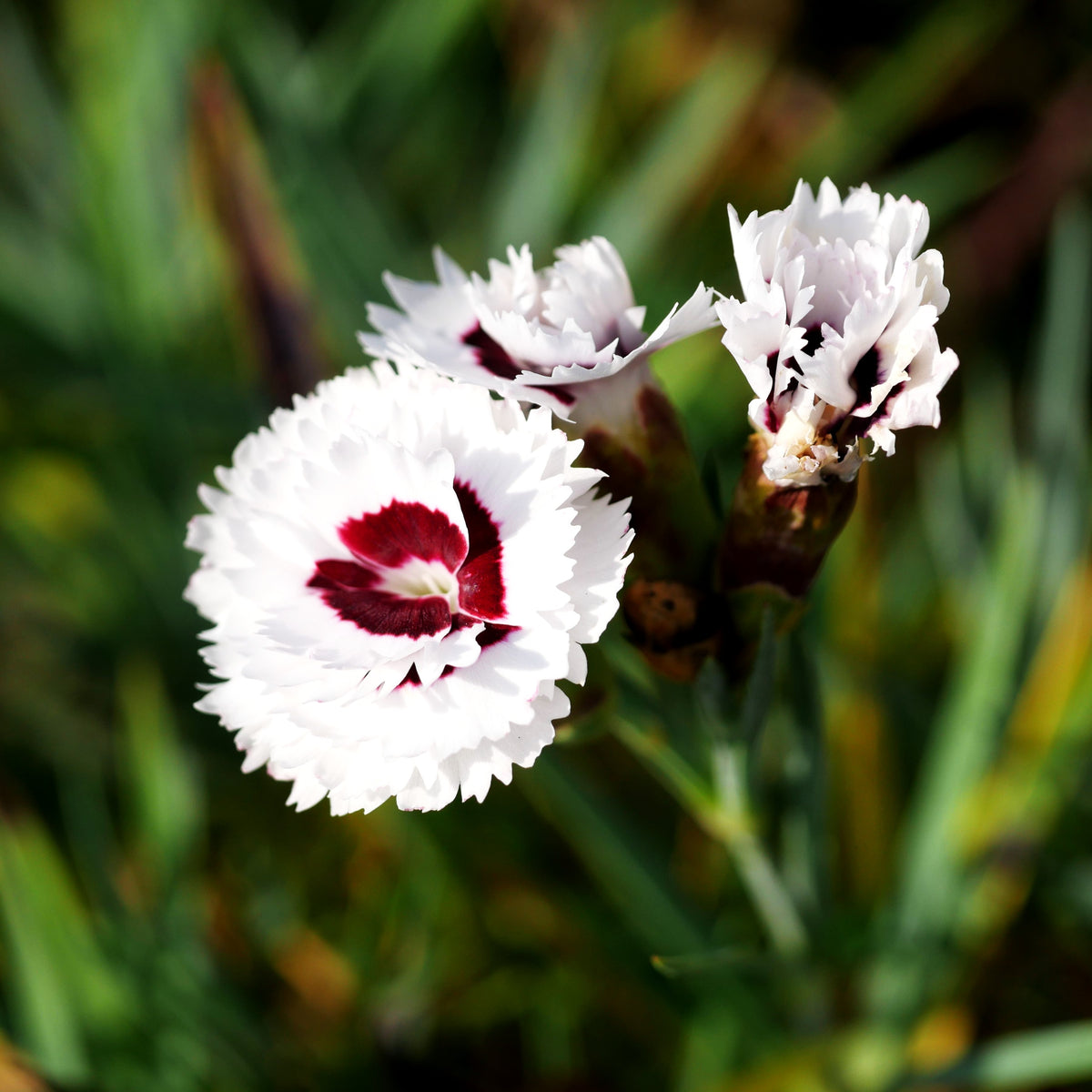 Duft-Nelke 'White + Eye' (Dianthus x cult. Diantica)