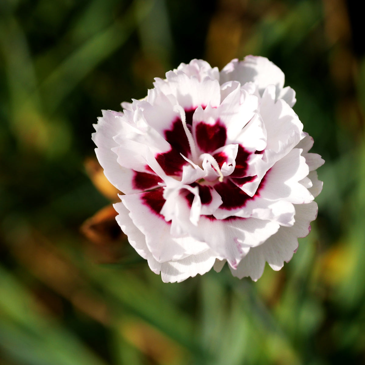 Duft-Nelke 'White + Eye' (Dianthus x cult. Diantica)