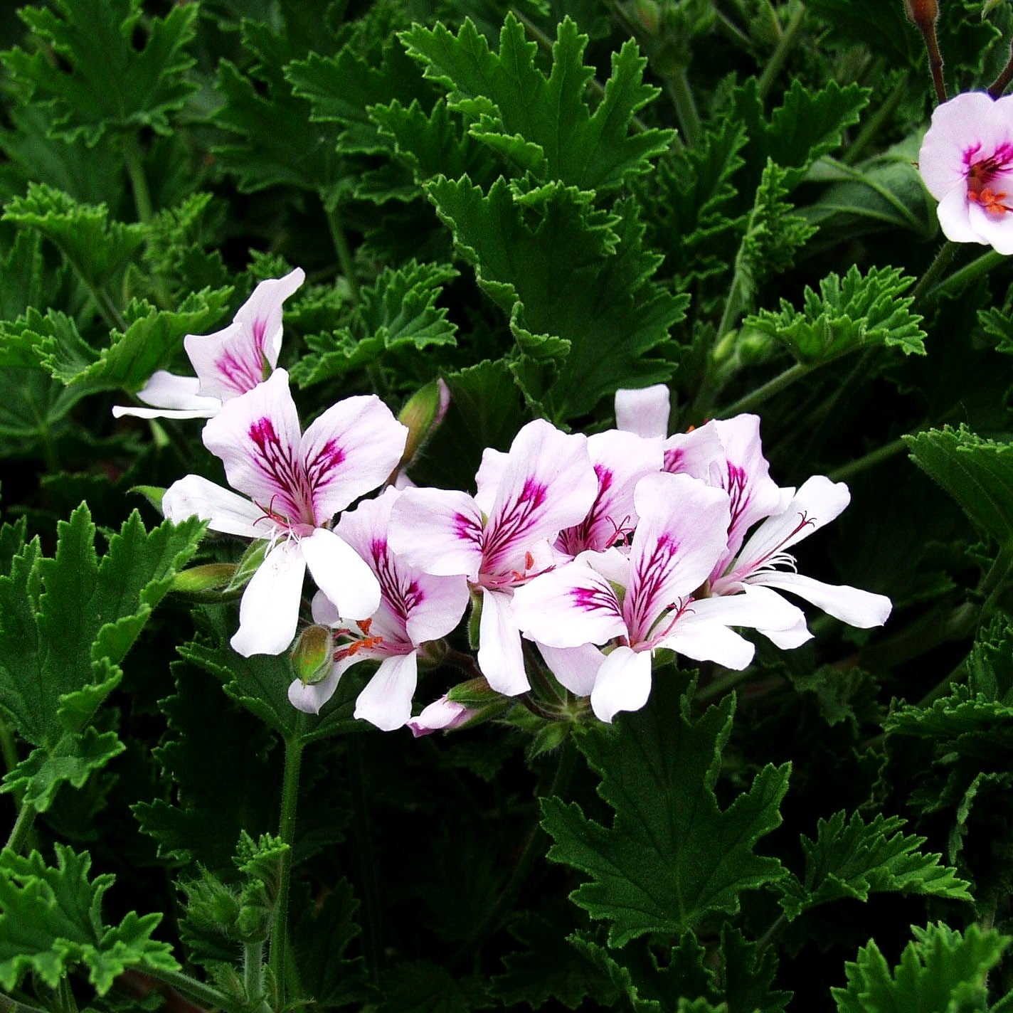 Duft-Pelargonie 'Bitter Lemon' (Pelargonium x cult.)