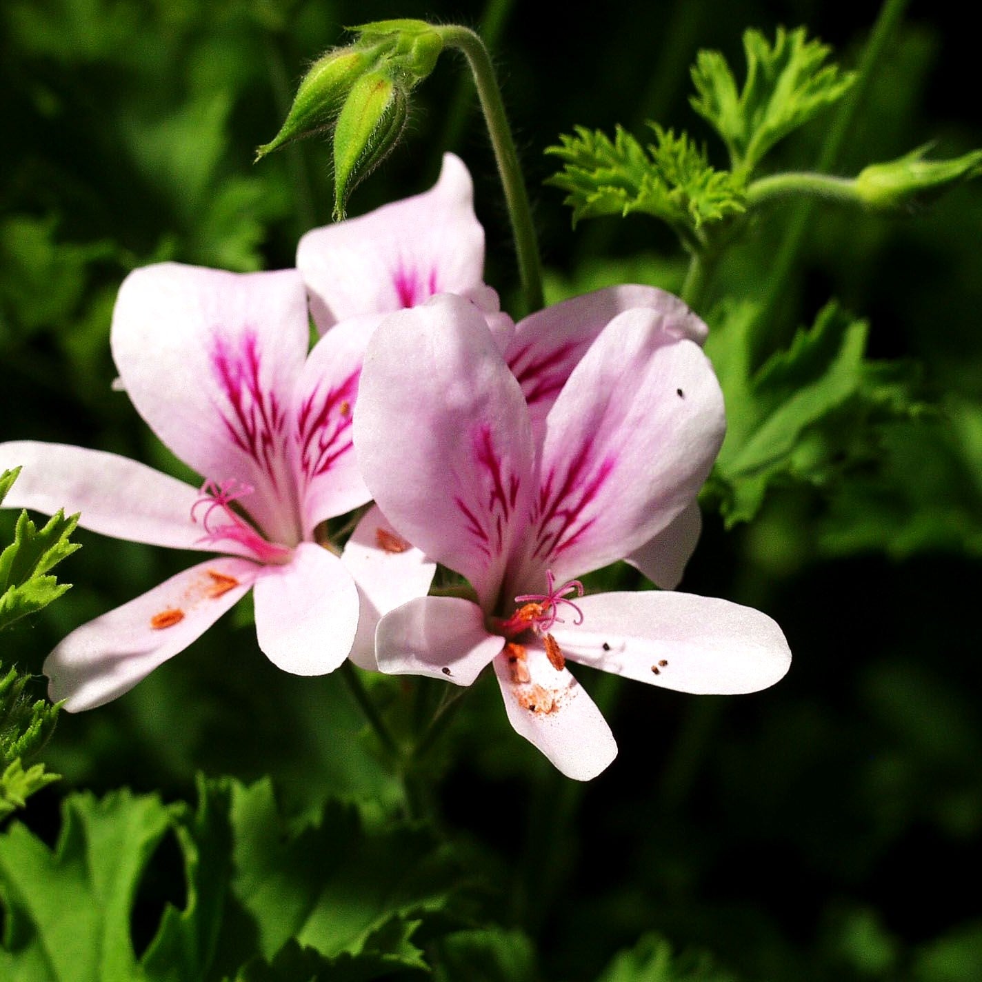 Duft-Pelargonie 'Citronella' (Pelargonium x cult.)