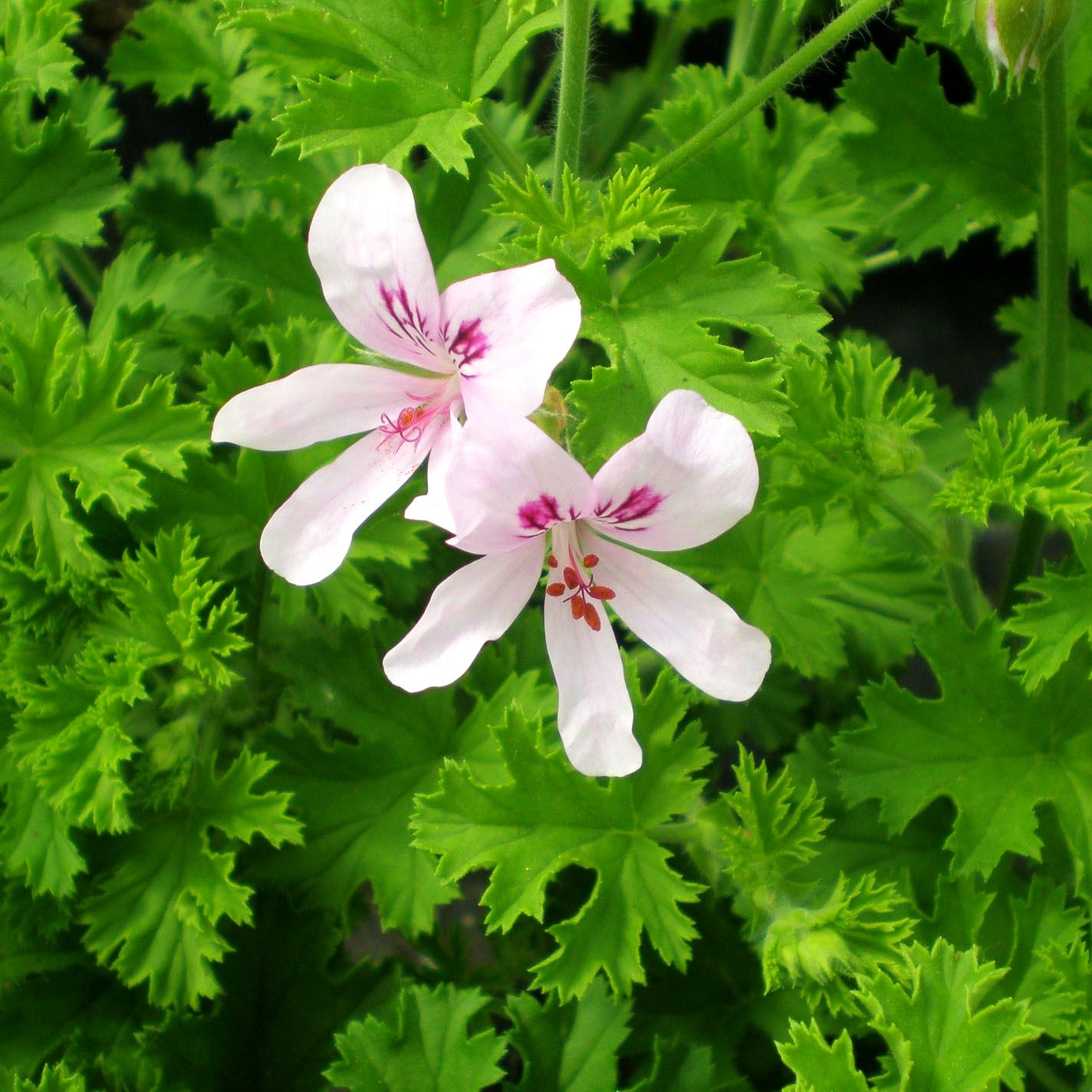 Duft-Pelargonie 'Citronella' (Pelargonium x cult.)