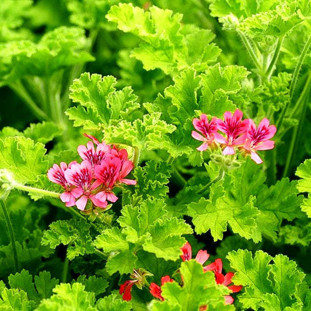 Duft-Pelargonie 'Concolor Lace' (Pelargonium x cult.)