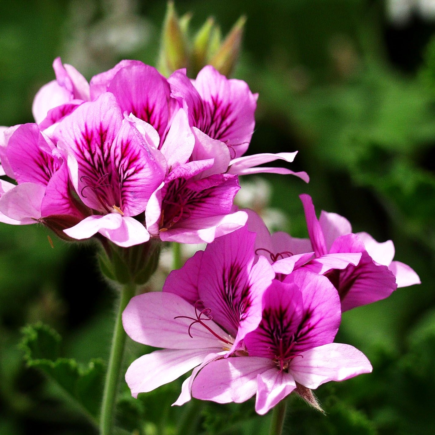 Duft-Pelargonie 'Orange Fizz' (Pelargonium x cult.)