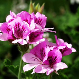 Duft-Pelargonie 'Orange Fizz' (Pelargonium x cult.)