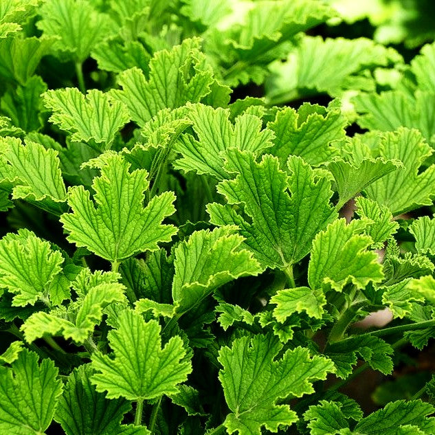 Duft-Pelargonie 'Orange Fizz' (Pelargonium x cult.)