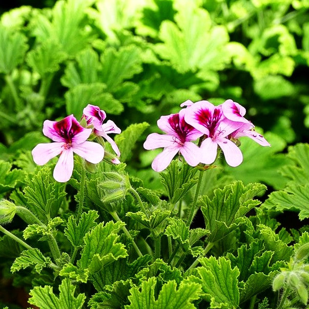 Duft-Pelargonie 'Orange Fizz' (Pelargonium x cult.)