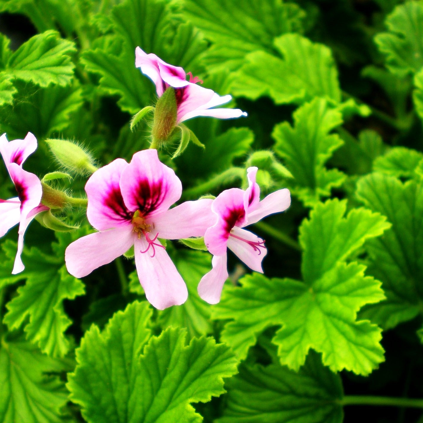 Duft-Pelargonie 'Orange Fizz' (Pelargonium x cult.)