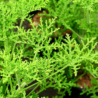 Duft-Pelargonie (Pelargonium denticulatum)